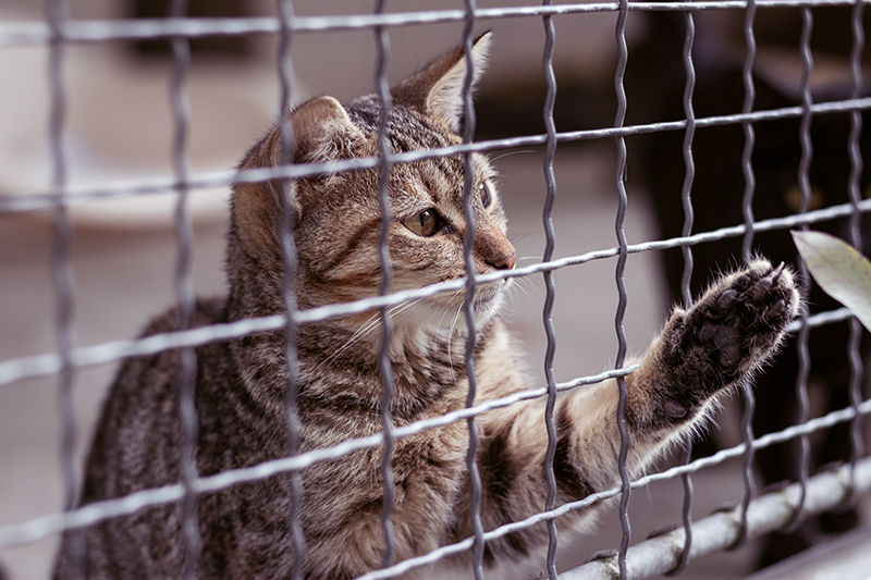 Animal Welfare