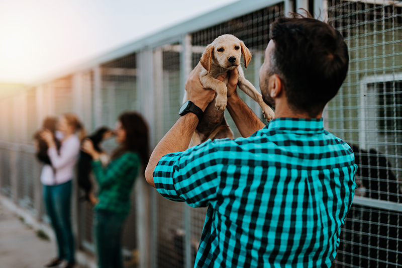 Animal Welfare